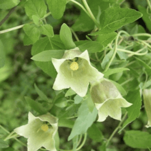 Close-up of pale green bell-shaped flowers among green leaves.
